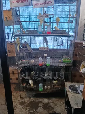 Cockatiel Bird Running Pair with Four Babies Selling One Large Cage