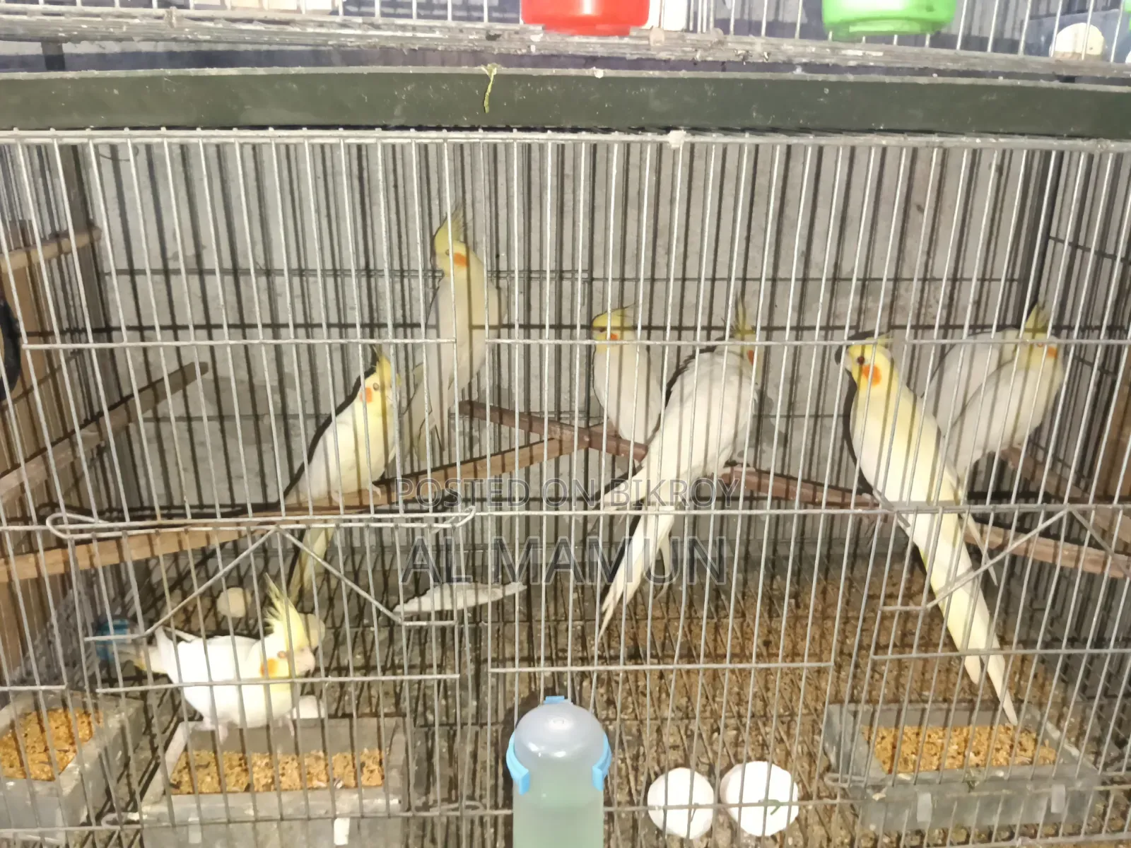 Cockatiel Bird Running Pair with Four Babies Selling One Large Cage