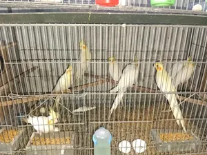 Cockatiel Bird Running Pair with Four Babies Selling One Large Cage
