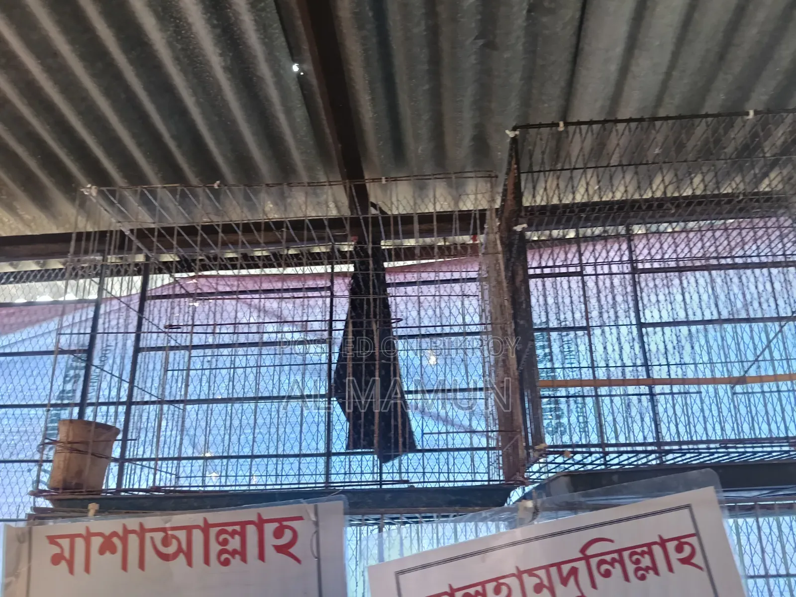 Cockatiel Bird Running Pair with Four Babies Selling One Large Cage