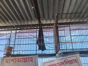 Cockatiel Bird Running Pair with Four Babies Selling One Large Cage