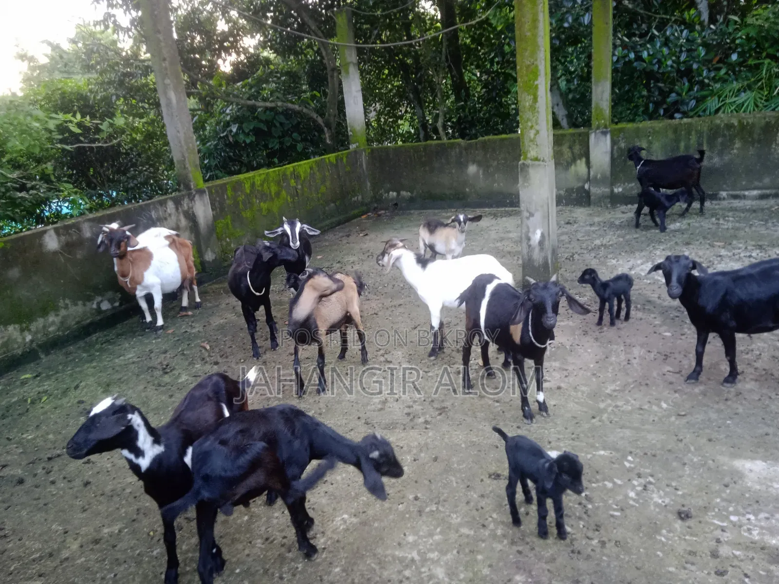 Some goats will be sold