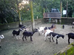 Some goats will be sold