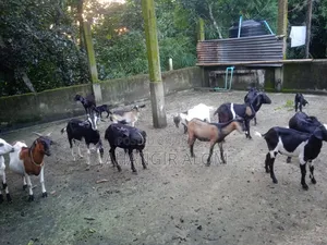 Some goats will be sold