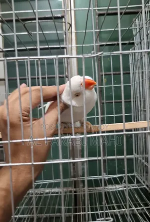 Ringneck Bird