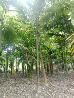 সুপারি গাছ (৩০০) প্রায়
