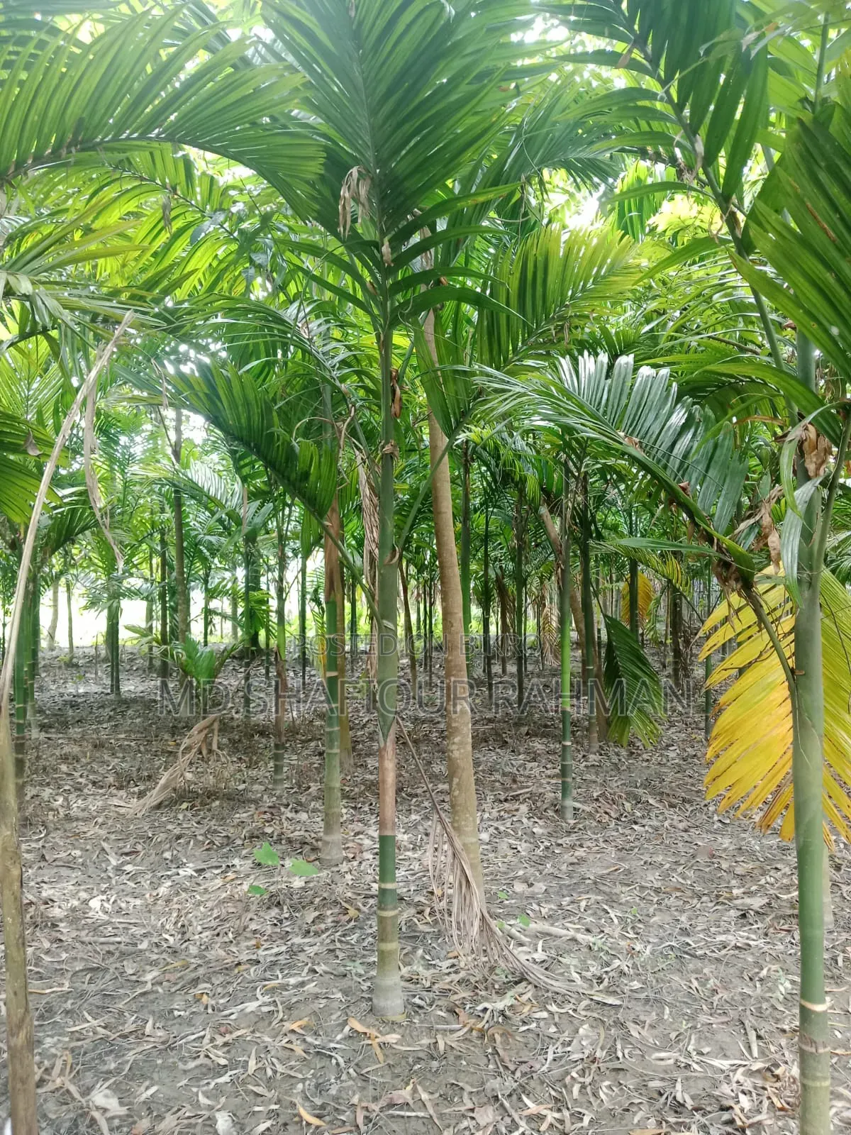সুপারি গাছ (৩০০) প্রায়