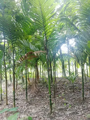 সুপারি গাছ (৩০০) প্রায়