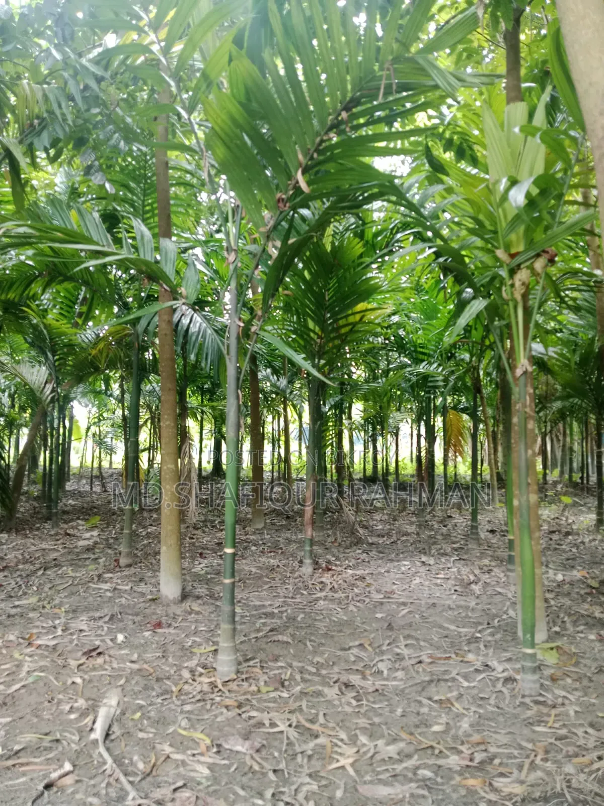 সুপারি গাছ (৩০০) প্রায়