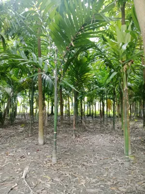 সুপারি গাছ (৩০০) প্রায়