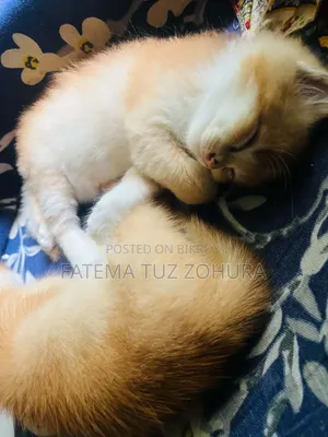 0-1 Month Male Mixed Breed British Shorthair