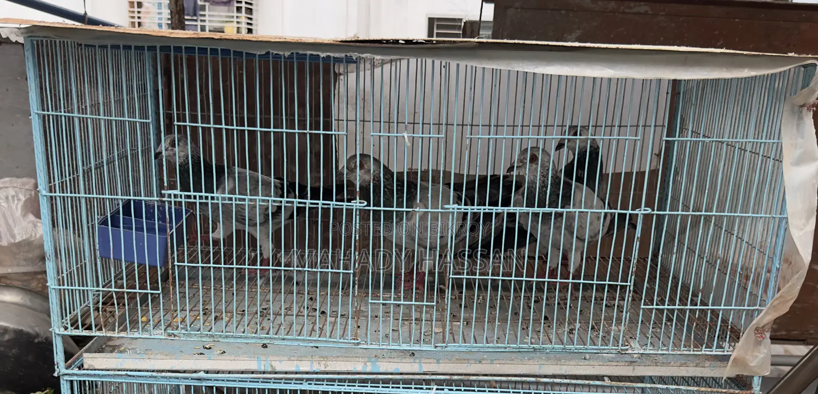 Baazigar Cage for Sale