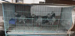 Baazigar Cage for Sale