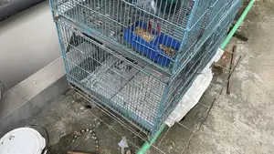 Baazigar Cage for Sale