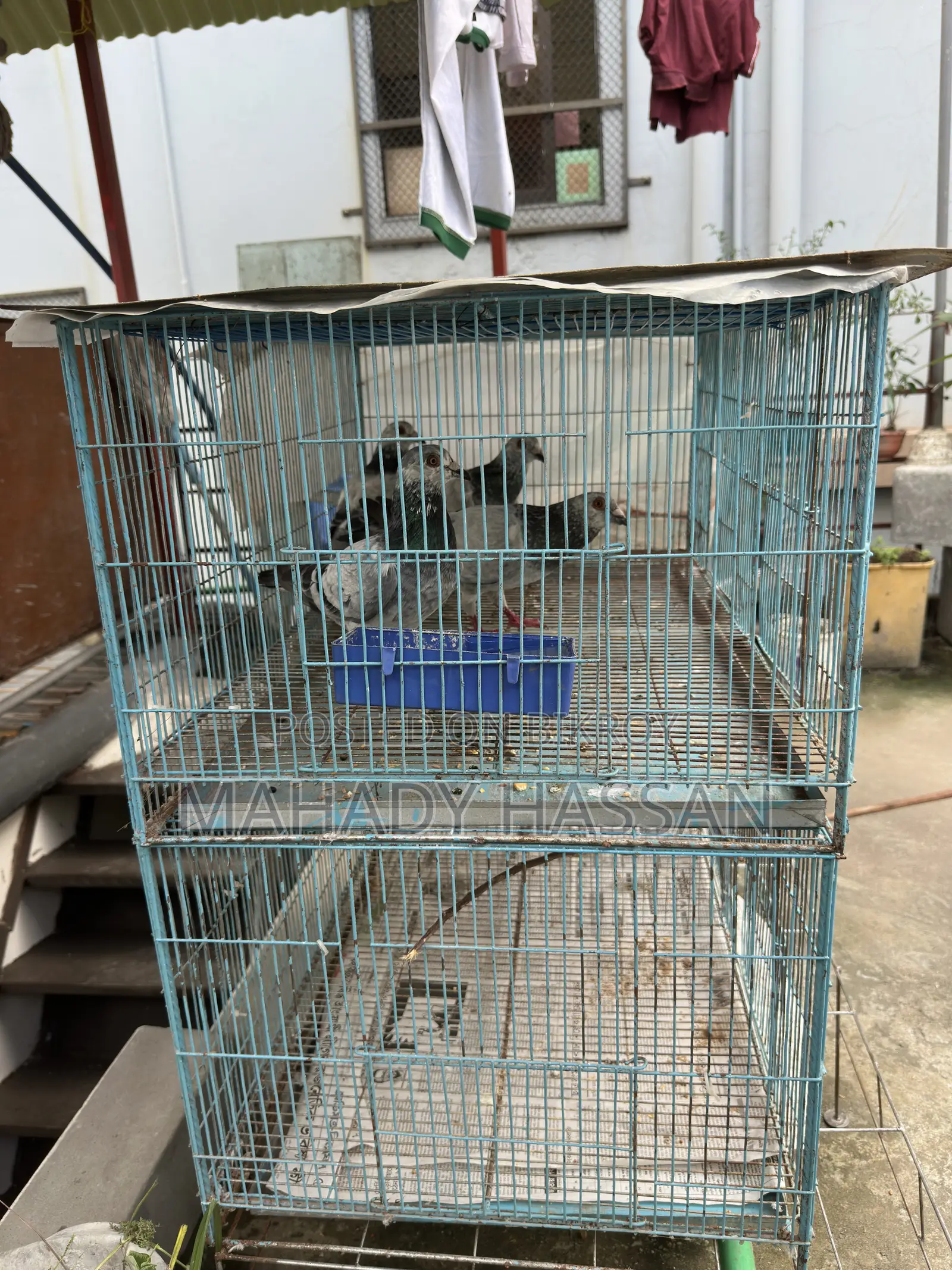 Baazigar Cage for Sale