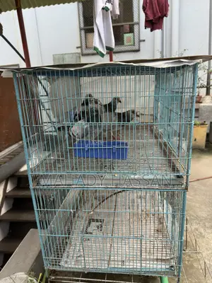 Baazigar Cage for Sale