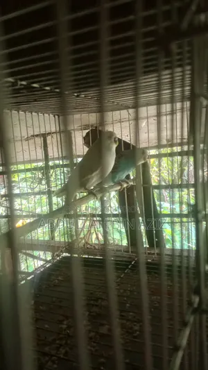 খাঁচা সহ এক জোড়া বাজিগার পাখি বিক্রি হবে