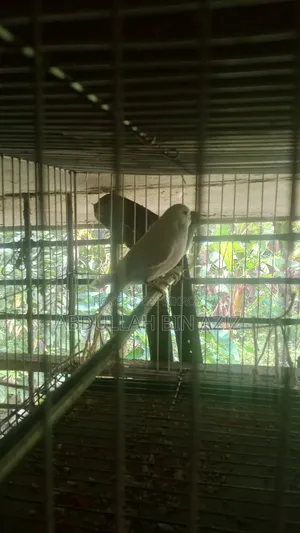 খাঁচা সহ এক জোড়া বাজিগার পাখি বিক্রি হবে