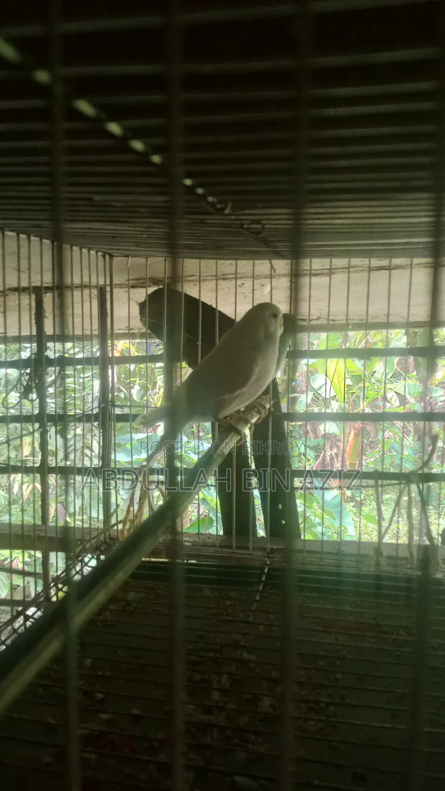 খাঁচা সহ এক জোড়া বাজিগার পাখি বিক্রি হবে