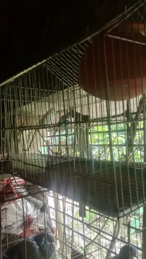 খাঁচা সহ এক জোড়া বাজিগার পাখি বিক্রি হবে