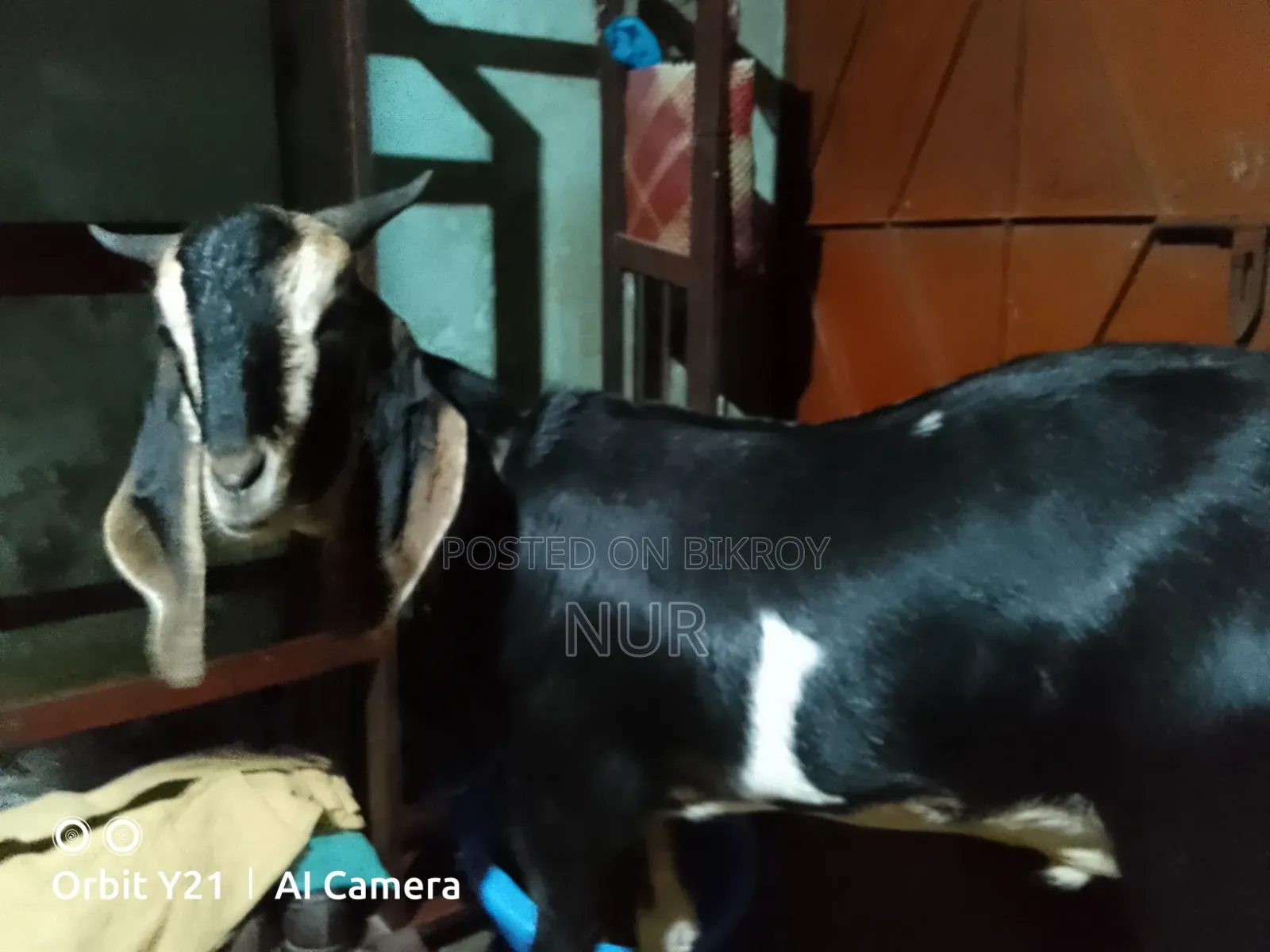 Castrated Male Goat for Sale