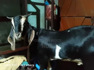 Castrated Male Goat for Sale