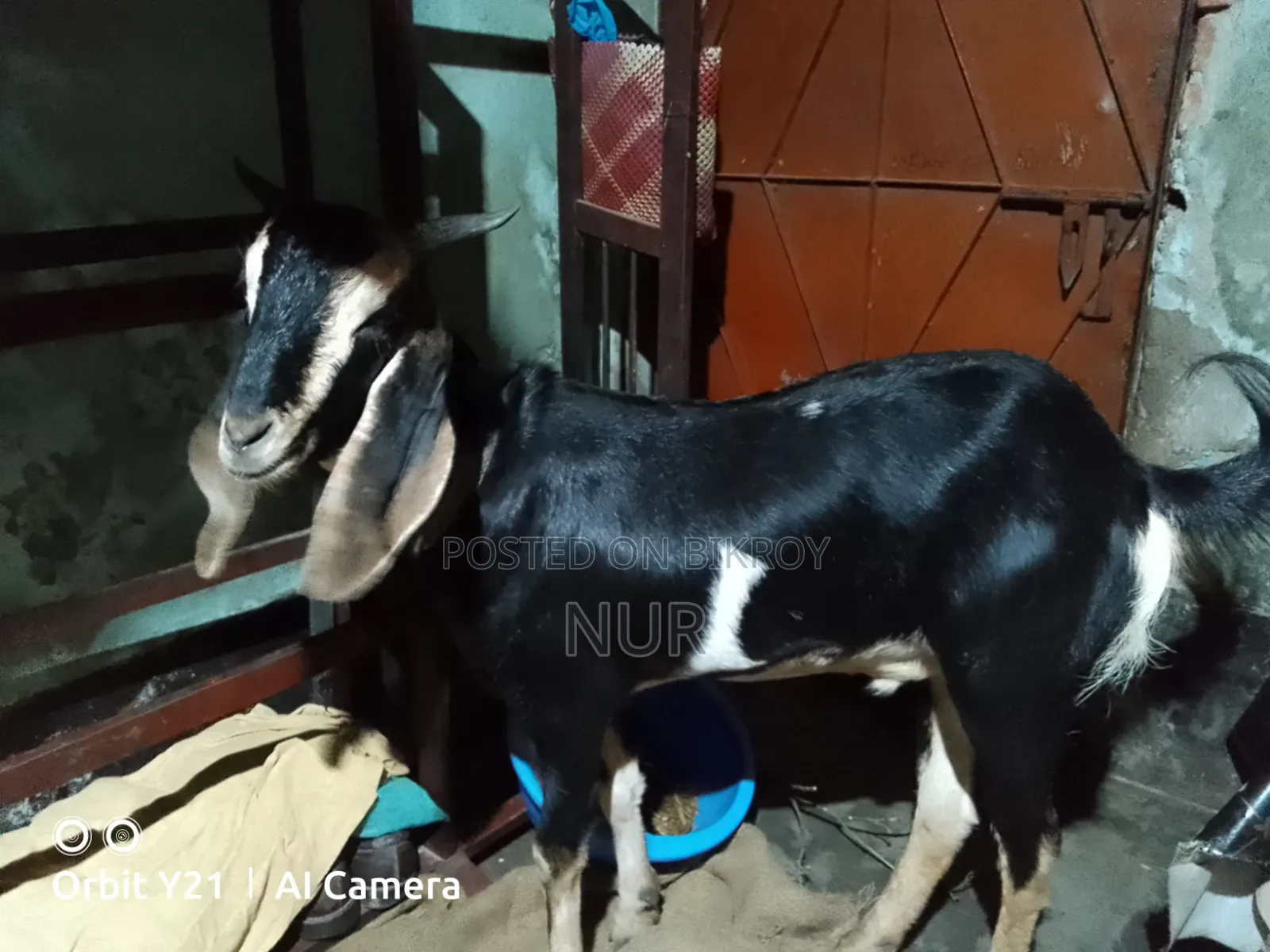 Castrated Male Goat for Sale