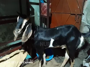 Castrated Male Goat for Sale