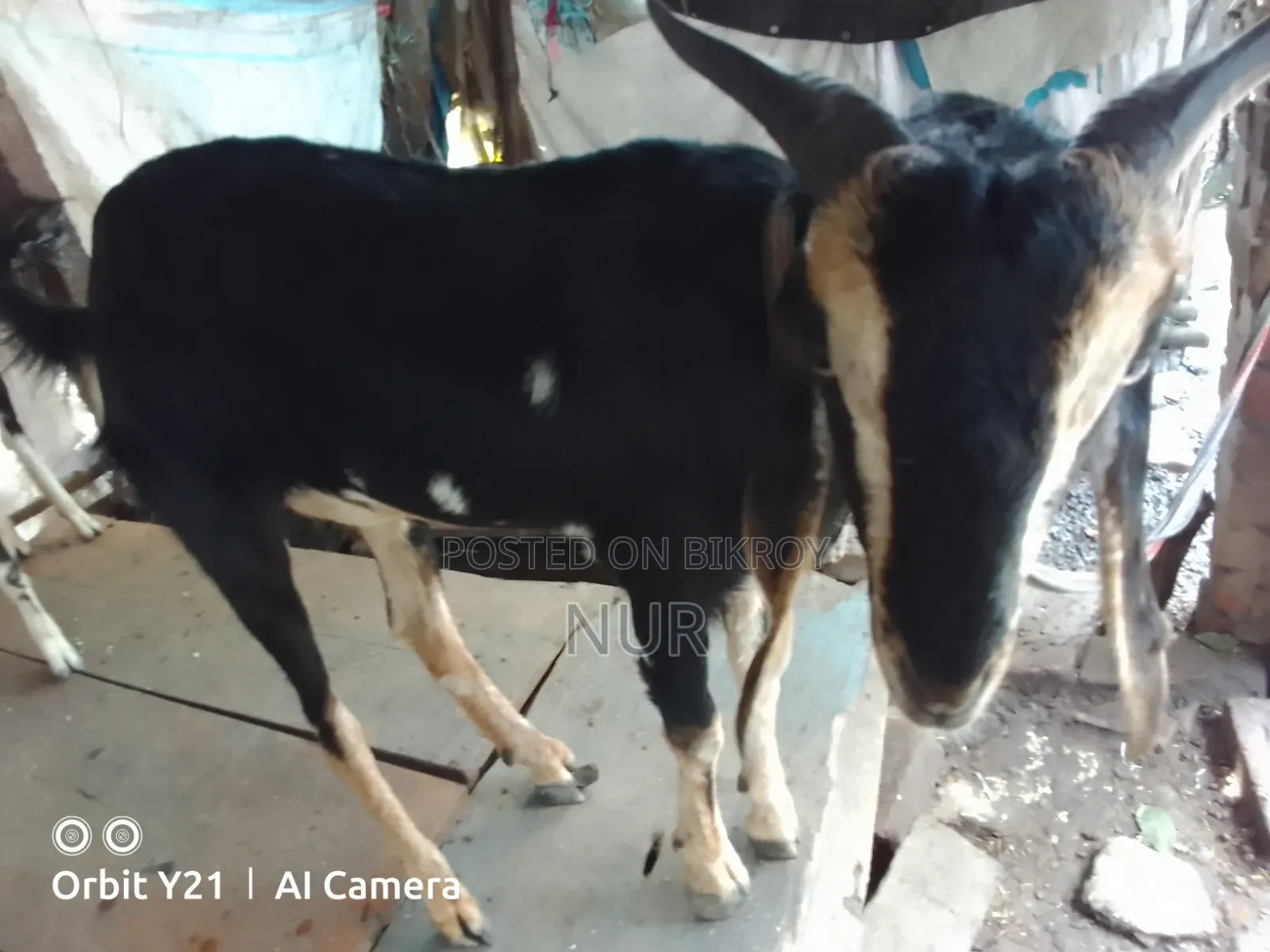 Castrated Male Goat for Sale