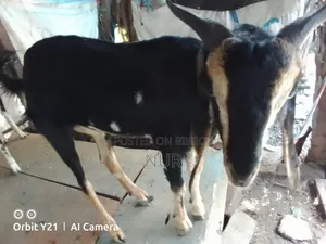 Castrated Male Goat for Sale