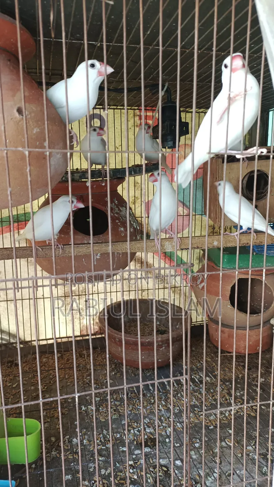 Java Bird Sale Hoba
