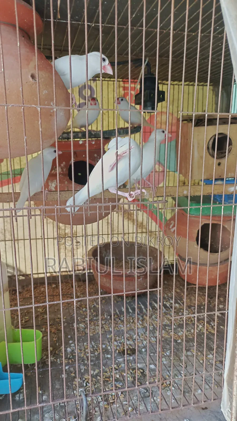 Java Bird Sale Hoba