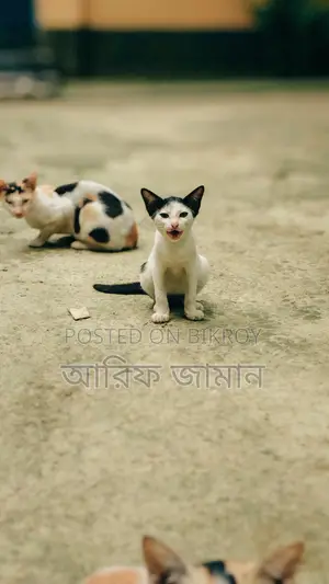 1-3 months Male Mixed Breed Bengal