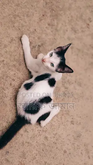 1-3 months Male Mixed Breed Bengal