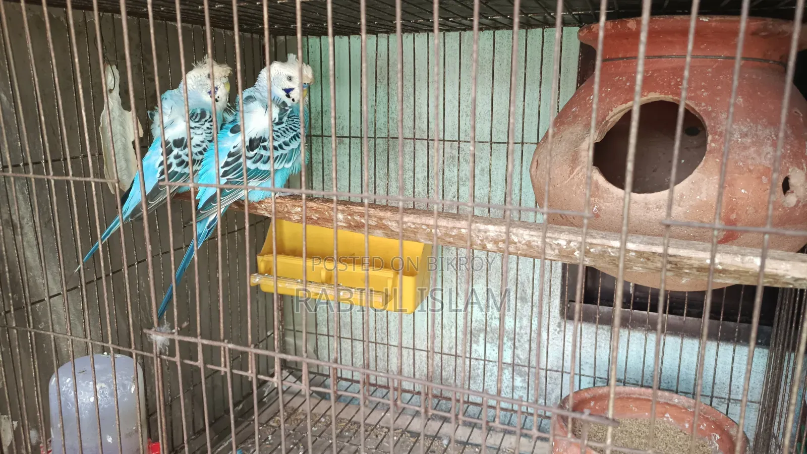 জাপানিজ বাজিগর পাখির জোড়া বিক্রি করা হবে