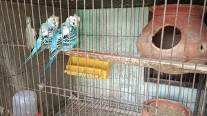 জাপানিজ বাজিগর পাখির জোড়া বিক্রি করা হবে