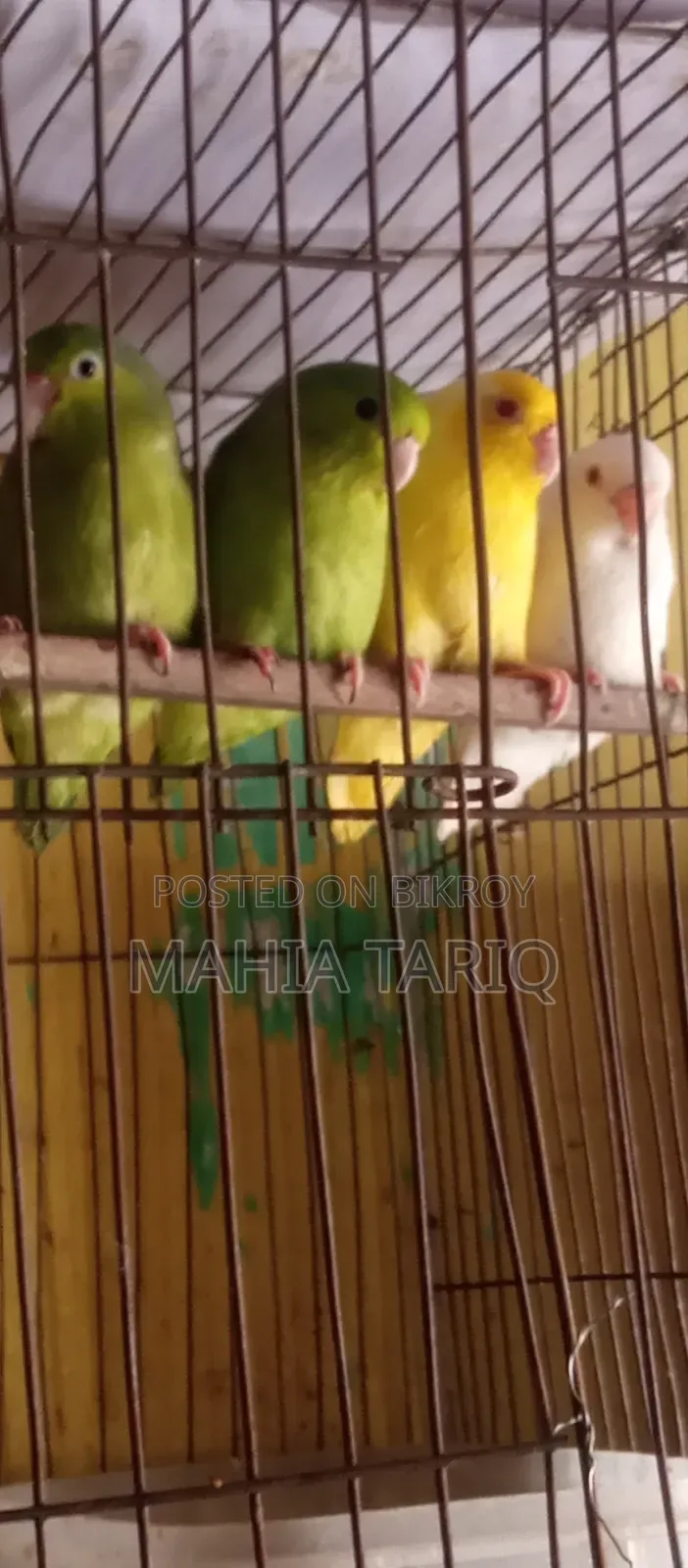 ফরপাস তোতা পাখি