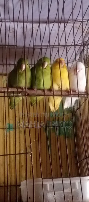 ফরপাস তোতা পাখি