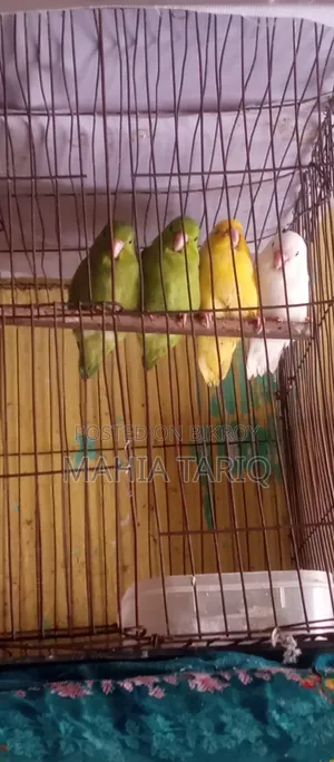ফরপাস তোতা পাখি