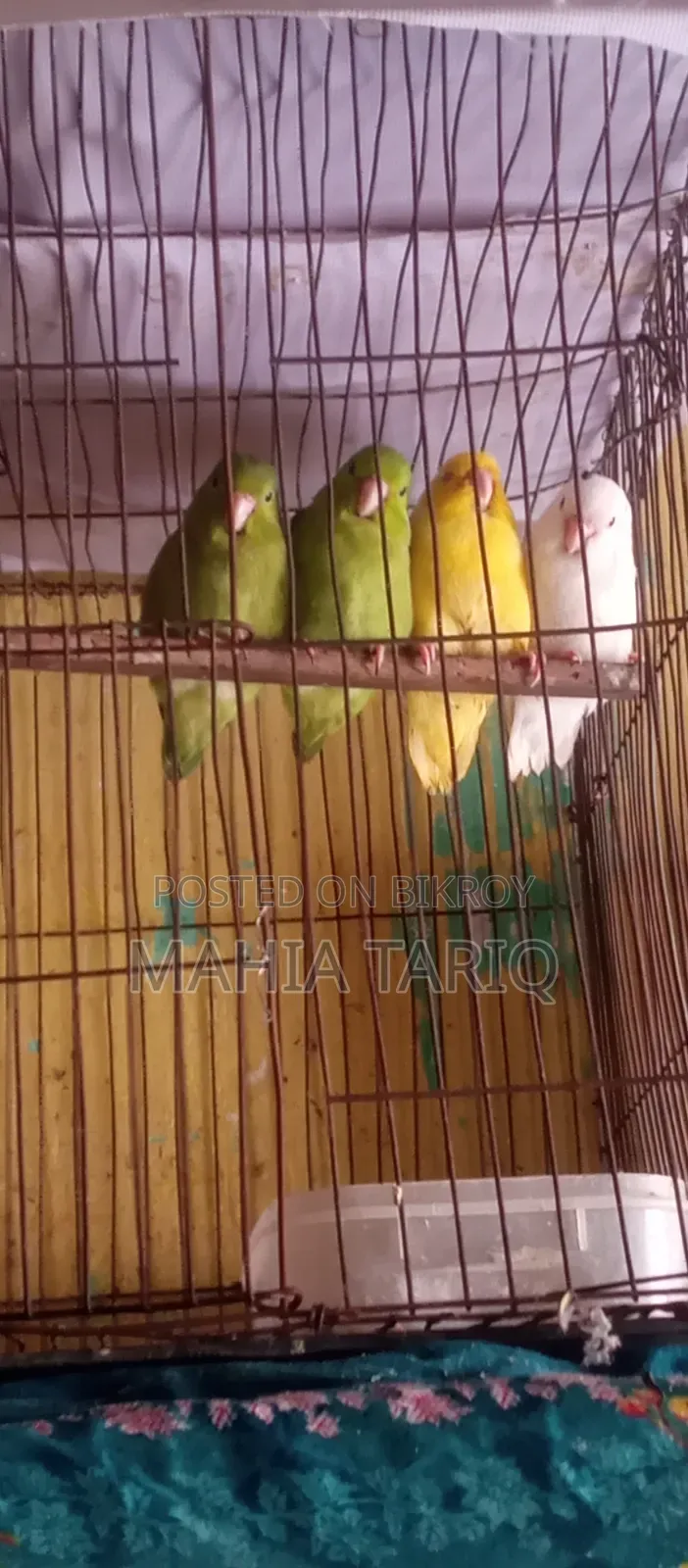 ফরপাস তোতা পাখি