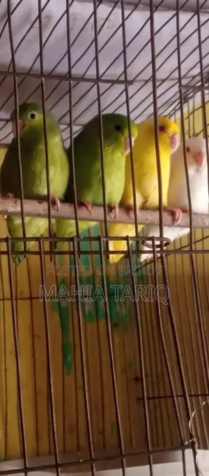 ফরপাস তোতা পাখি
