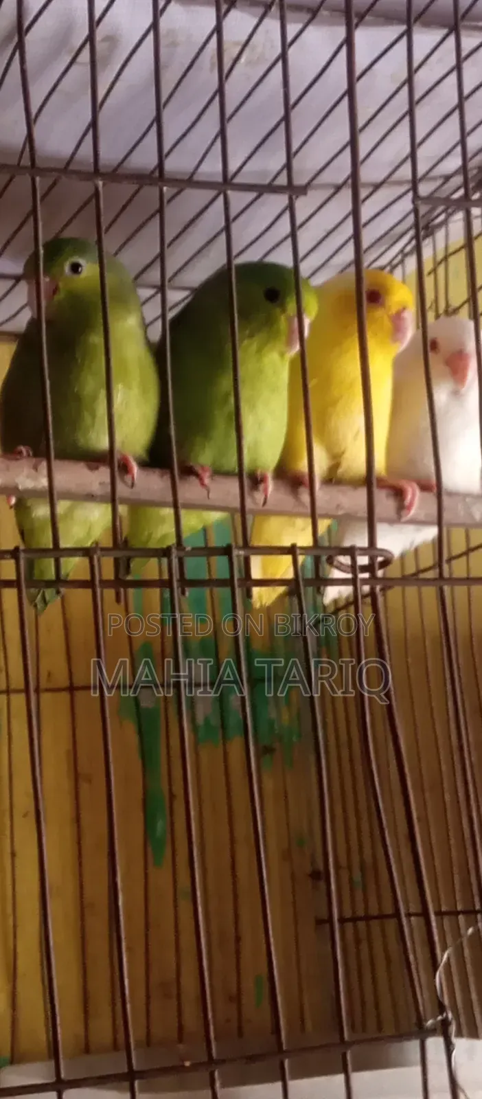 ফরপাস তোতা পাখি