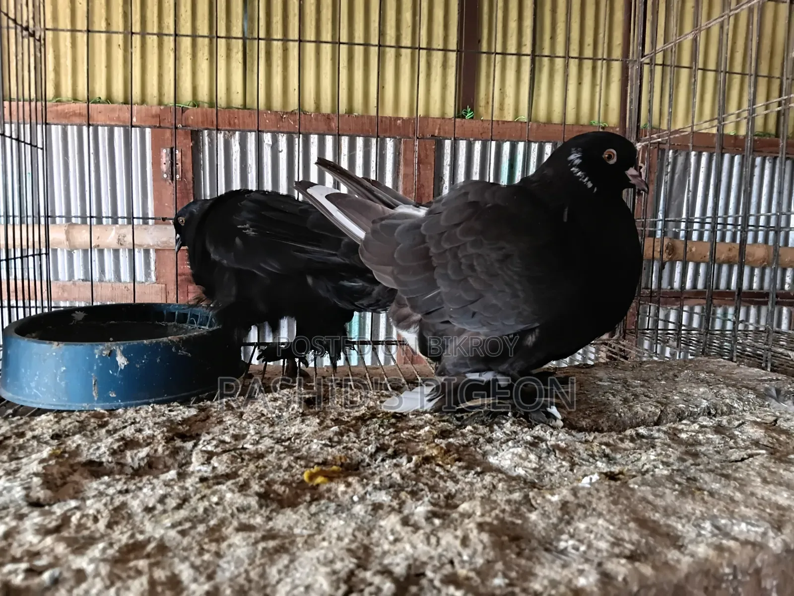 Pigeon Sale