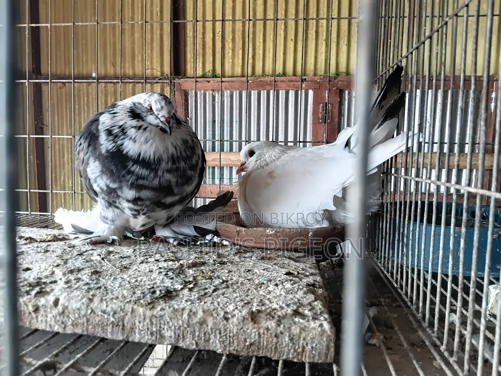 Pigeon Sale