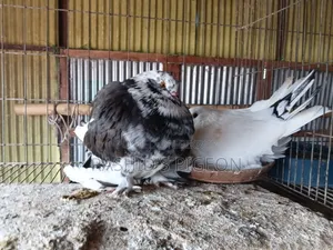 Pigeon Sale