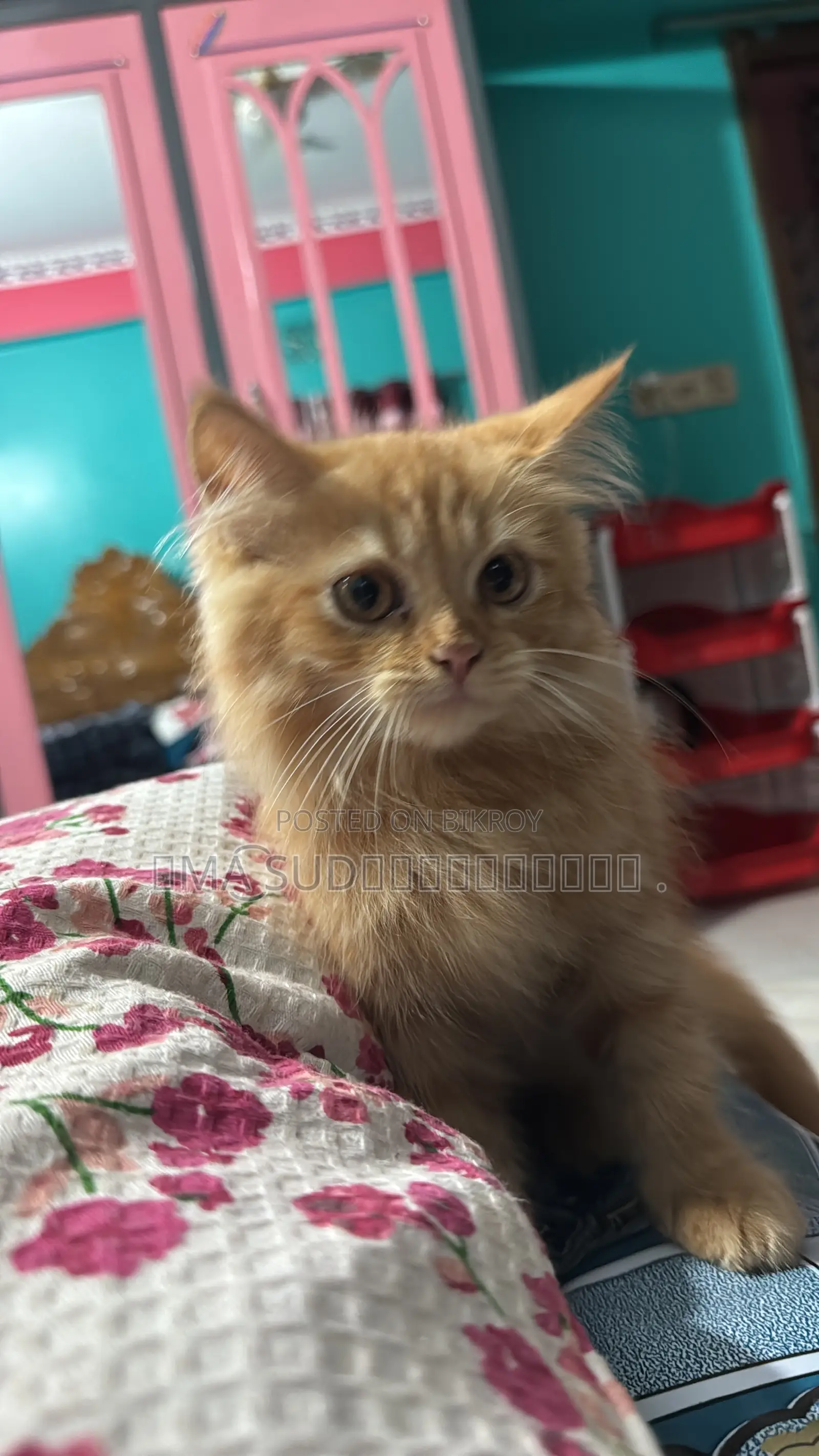 1-3 Months Male Purebred Persian