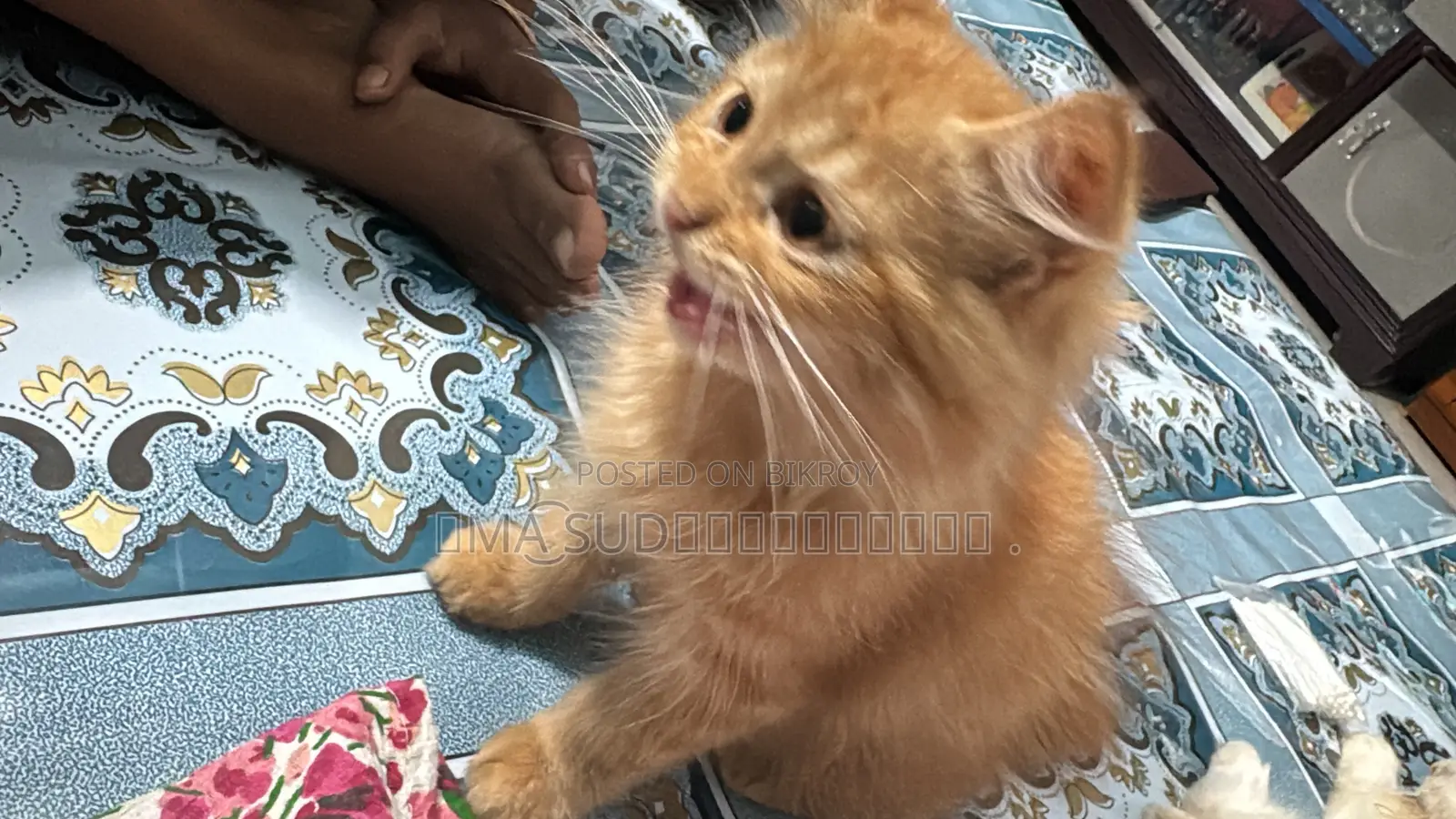 1-3 Months Male Purebred Persian