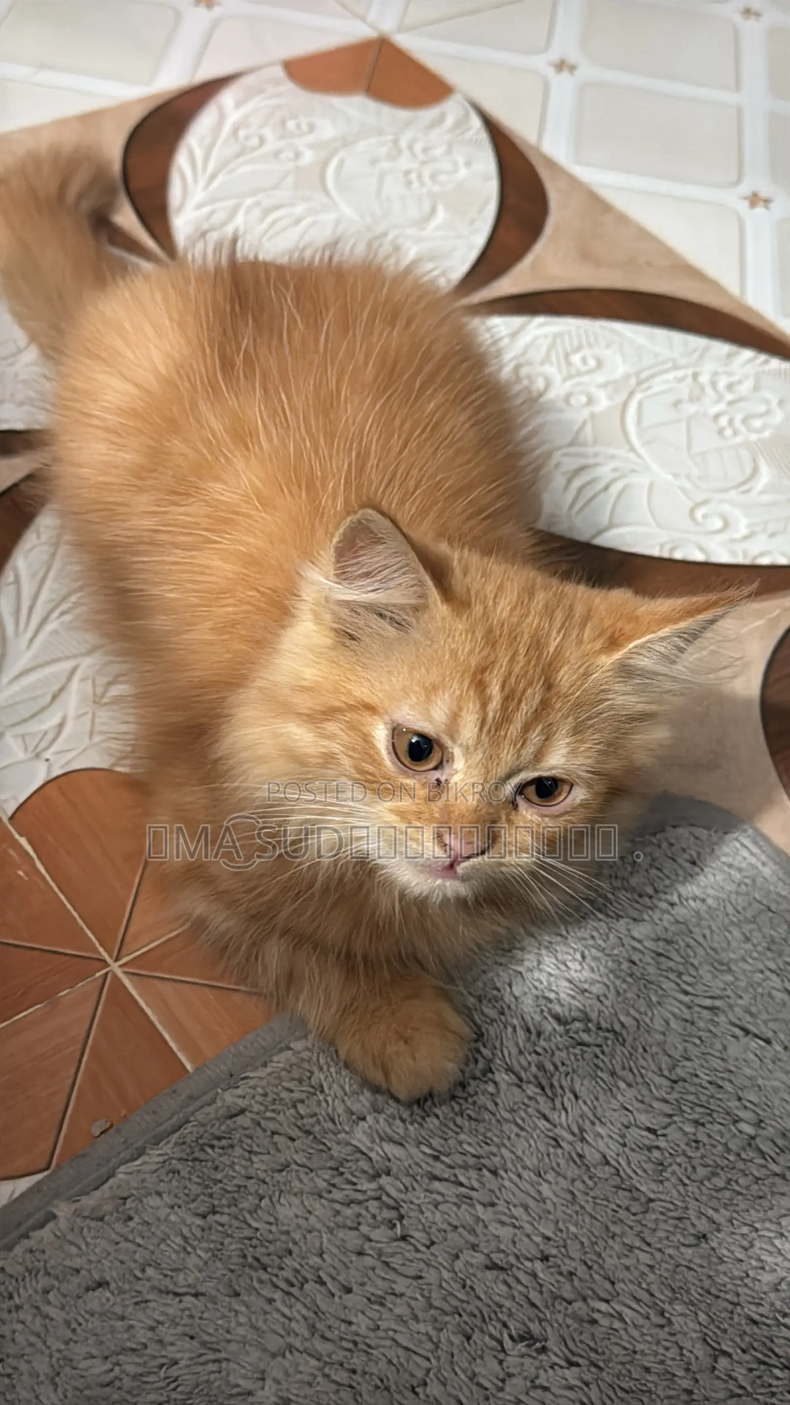 1-3 Months Male Purebred Persian