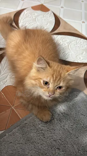 1-3 Months Male Purebred Persian