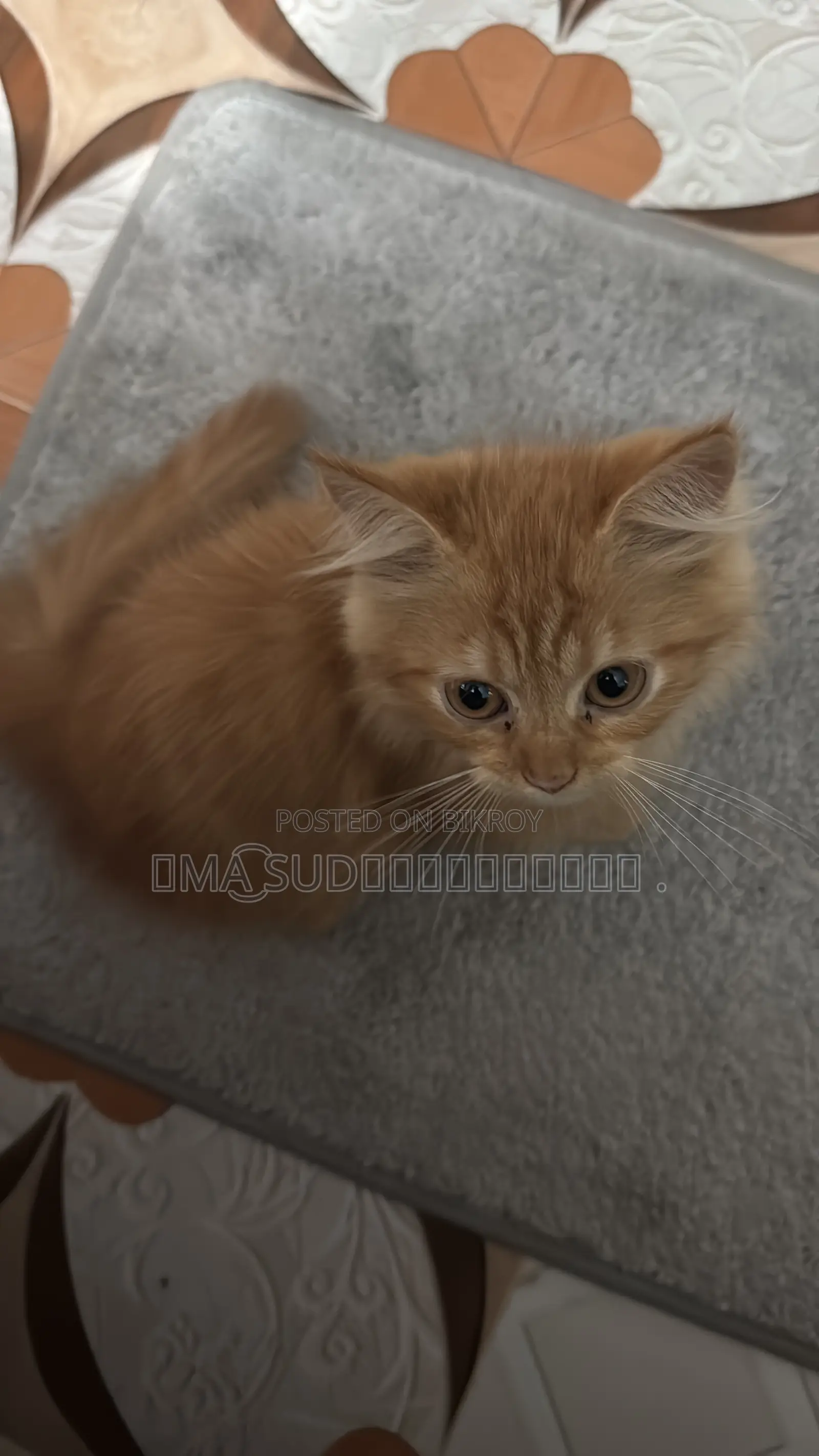 1-3 Months Male Purebred Persian